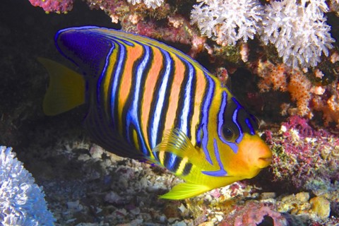Royal angelfish