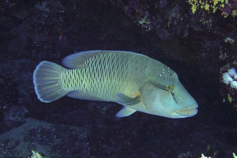 Humphead wrasse