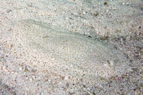Finless sole