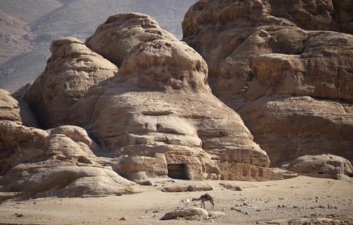 Camels against the rocky backdrop of Little Petra