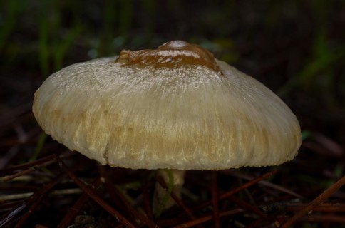 Close-up macro shot of a brown mushroom