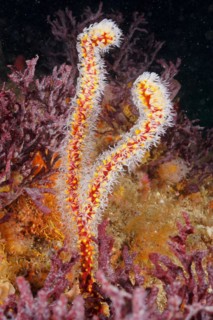 Warty gorgonian