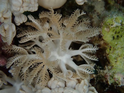 Giant anthelia