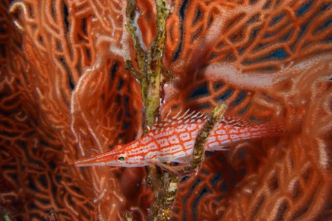 Longnose hawkfish