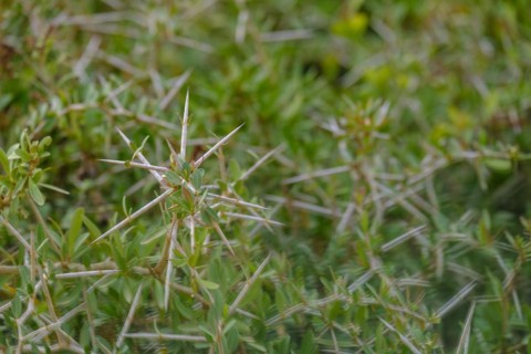 South African Acacia