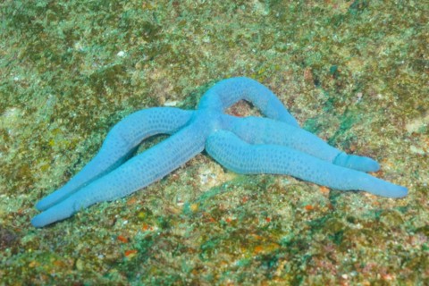 Blue linckia
