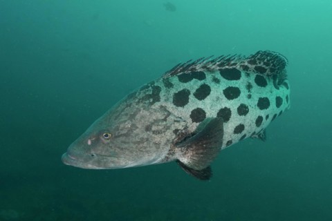 Potato grouper