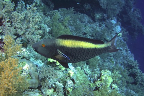 Bicolour parrotfish