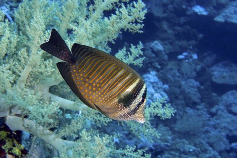Indian desjardin's sailfin tang
