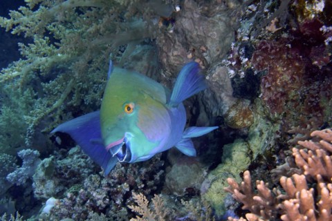 Rusty parrotfish