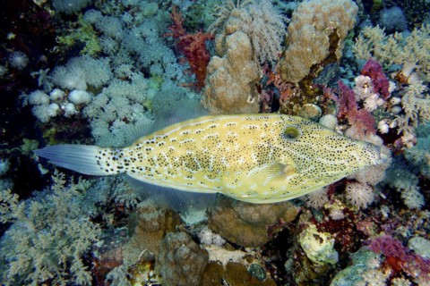 Scrawled filefish