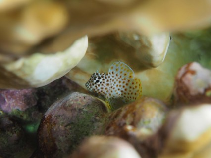 Juvenile Leopard Combtooth