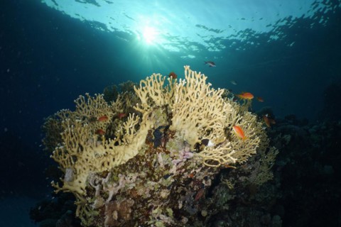 Net fire coral
