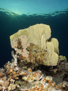 Blade firel coral