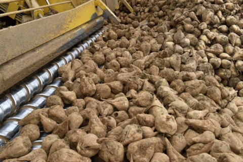 Beet cleaning loader picks up
