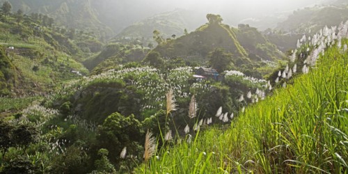Sugar cane blossom in the Paul Valley