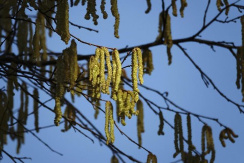 Hazelnut pollen