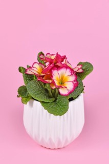 Potted 'Primula Acaulis Scentsation' primrose in white flower pot on pink background