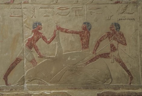 Men slaughtering a cow