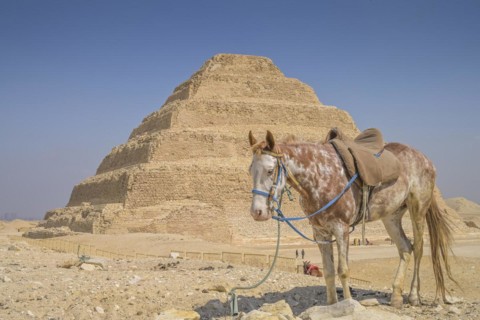 Horse waiting for tourists
