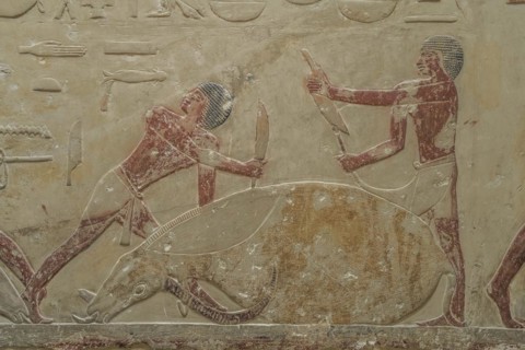 Men slaughtering a cow