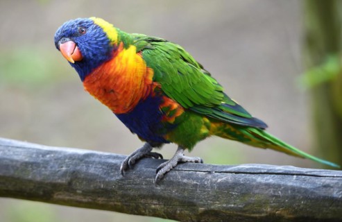Coconut lorikeet