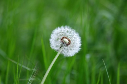 Common dandelion