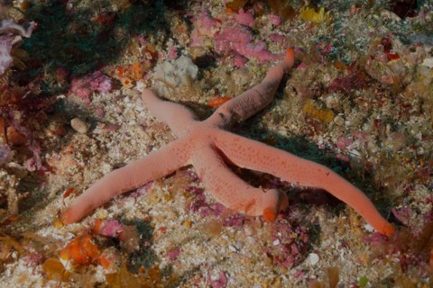 Blue linckia
