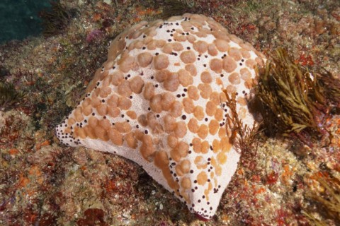 Spiked spiny cushion star