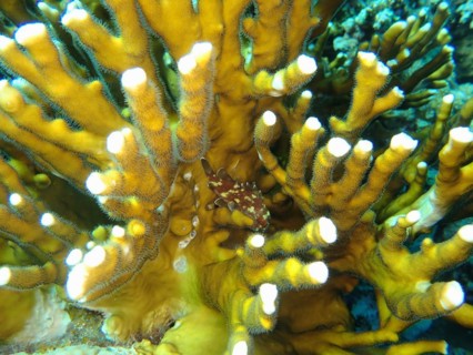 A yellow-spotted dragonhead