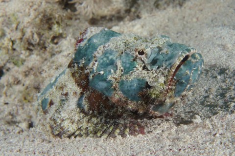 A false stonefish