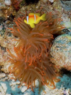 Fluorescent bubble-tip anemone