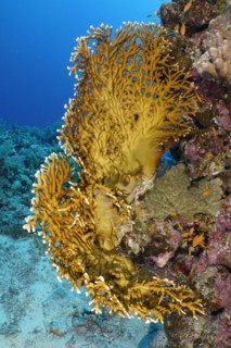 Net fire coral