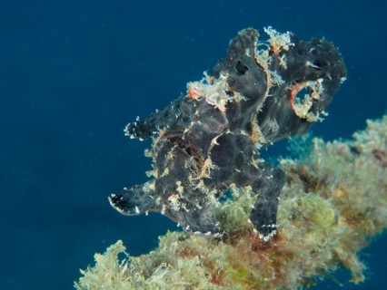 Giant frogfish