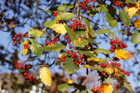 European rowan