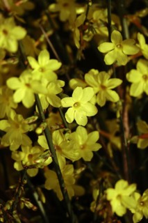 Winter jasmine