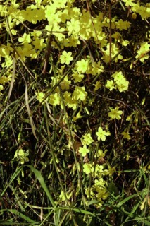Winter jasmine