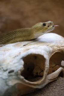 Venomous mexican west coast rattlesnake