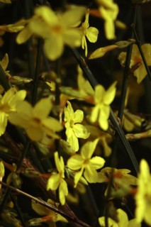 Winter jasmine