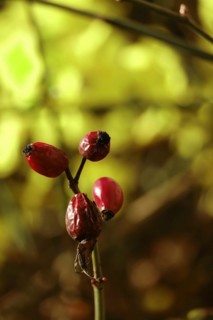 Rosehip and winter jasmine