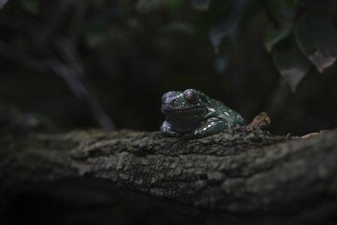 Coral-fingered tree frog