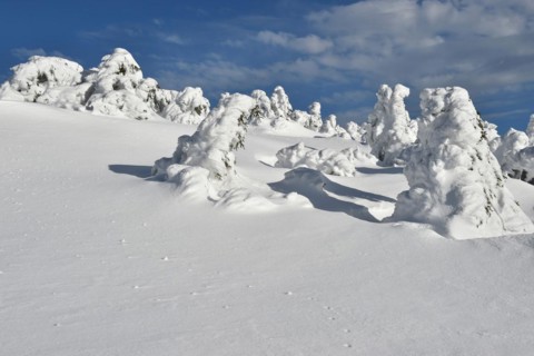 Icy and snowy forest on the Brocken