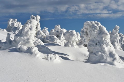 Icy and snowy forest on the Brocken