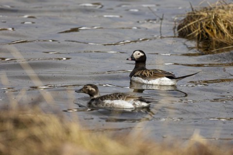 Long-tailed duck