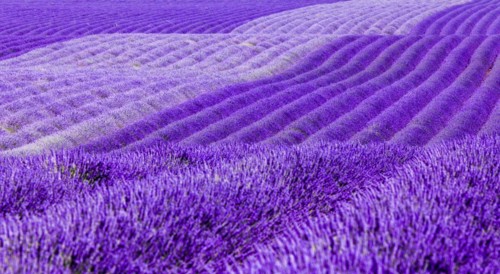 Gentle waves of lavender fields on the Palteau de Valensole