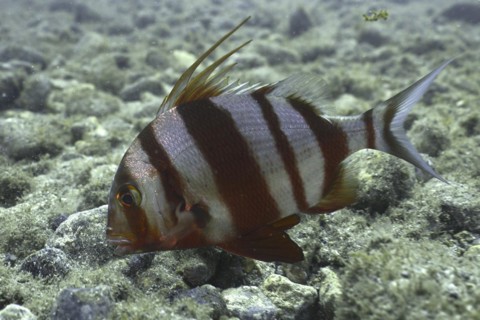 Sea bream Redbanded sea bream