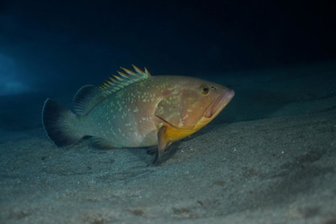 Dusky grouper