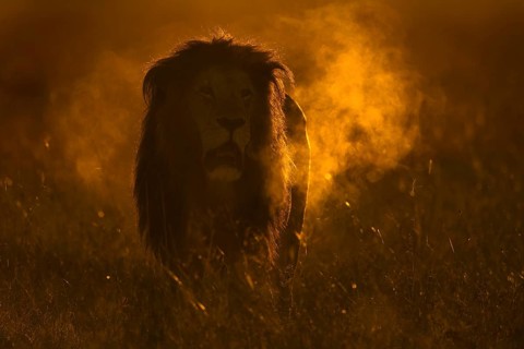 Backlit African male lion roaring at dawn in Masai Mara