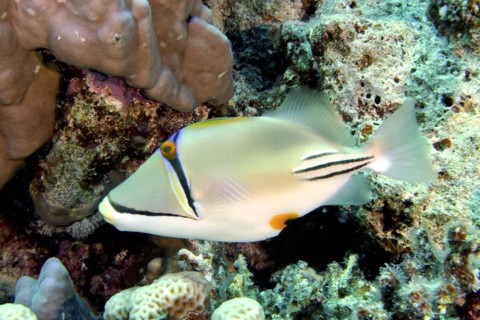 Arabian arabian picasso triggerfish