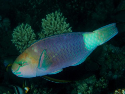 Bullethead parrotfish
